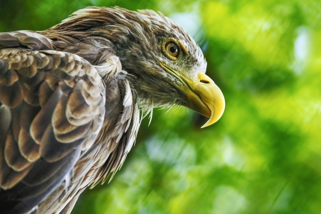 海外FXブログ「鷹は強さ・鳩は平和の象徴。タカ派・ハト派とは？」